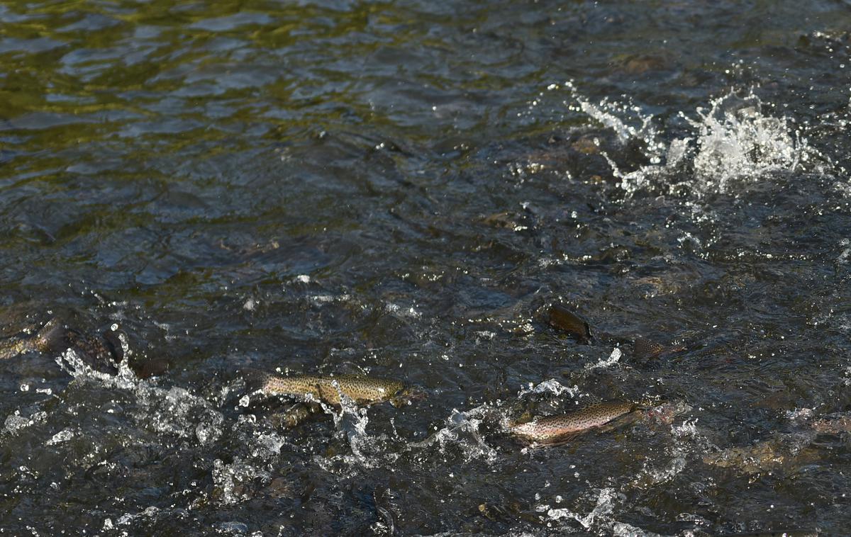 ribe | Člani Ribiške družine Idrija ugotavljajo, da so od hotela Cerkno pa vse do kilometra struge pod Cerknim poginile vse ribe. | Foto STA
