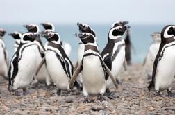 Na urugvajsko obalo naplavilo okoli dva tisoč mrtvih pingvinov