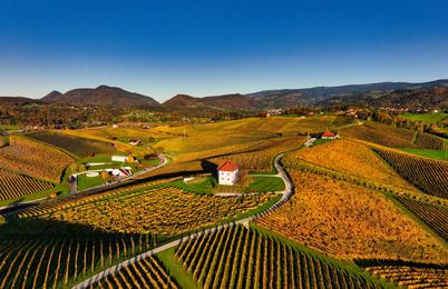 Vina za martinovo mizo: okusi, ki povežejo jed, družbo in praznik