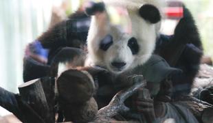 V berlinskem živalskem vrtu sta se skotila mladiča orjaške pande #video