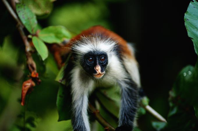 Zanzibar | Foto: Thinkstock