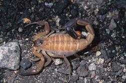 Znanstveniki odkrili največjega prednika škorpijonov
