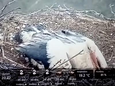 Prizor, ki je ganil splet: štorklja med točo z lastnim telesom zaščitila mladiče