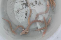 Nenavaden pojav: poplave v Dalmaciji na površje prinesle človeške ribice #video