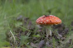 V mesecu in pol se je v Sloveniji z gobami zastrupilo več kot sto ljudi