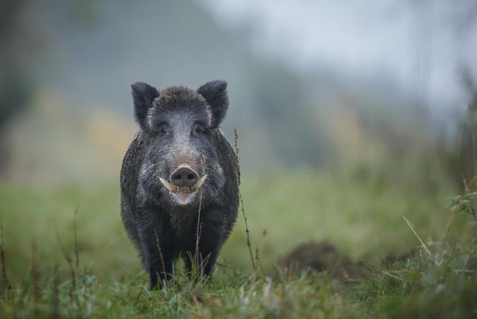 Upokojenec na parkirišču pred trgovino zaklal merjasca