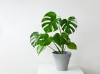 monstera, rastlina