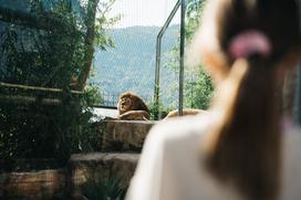marolt zoo land mcdonalds