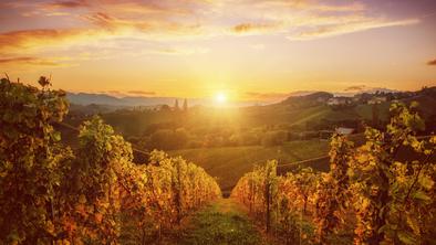 Top vinske destinacije v Sloveniji, ki jih obiščite to jesen