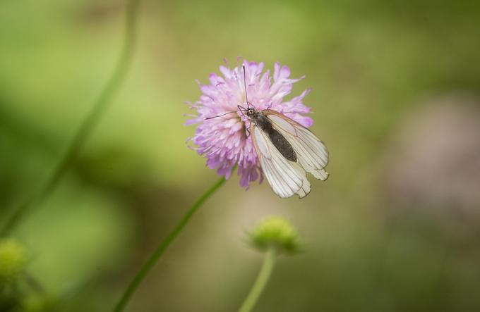 Sprehodite se po čudovitem botaničnem vrtu. | Foto: 