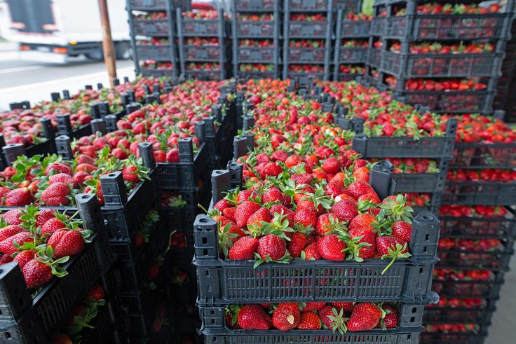 Izbirajte lokalno. | Foto: Shutterstock