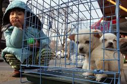 Psi na Kitajskem so nezaščiteni