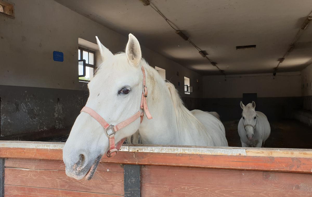 Lipica konji konjereja kobilarna | Konjski serum ima kar od 50- do 100-krat večji potencial nevtralizacije virusa od plazme prebolelih ljudi. | Foto Metka Prezelj