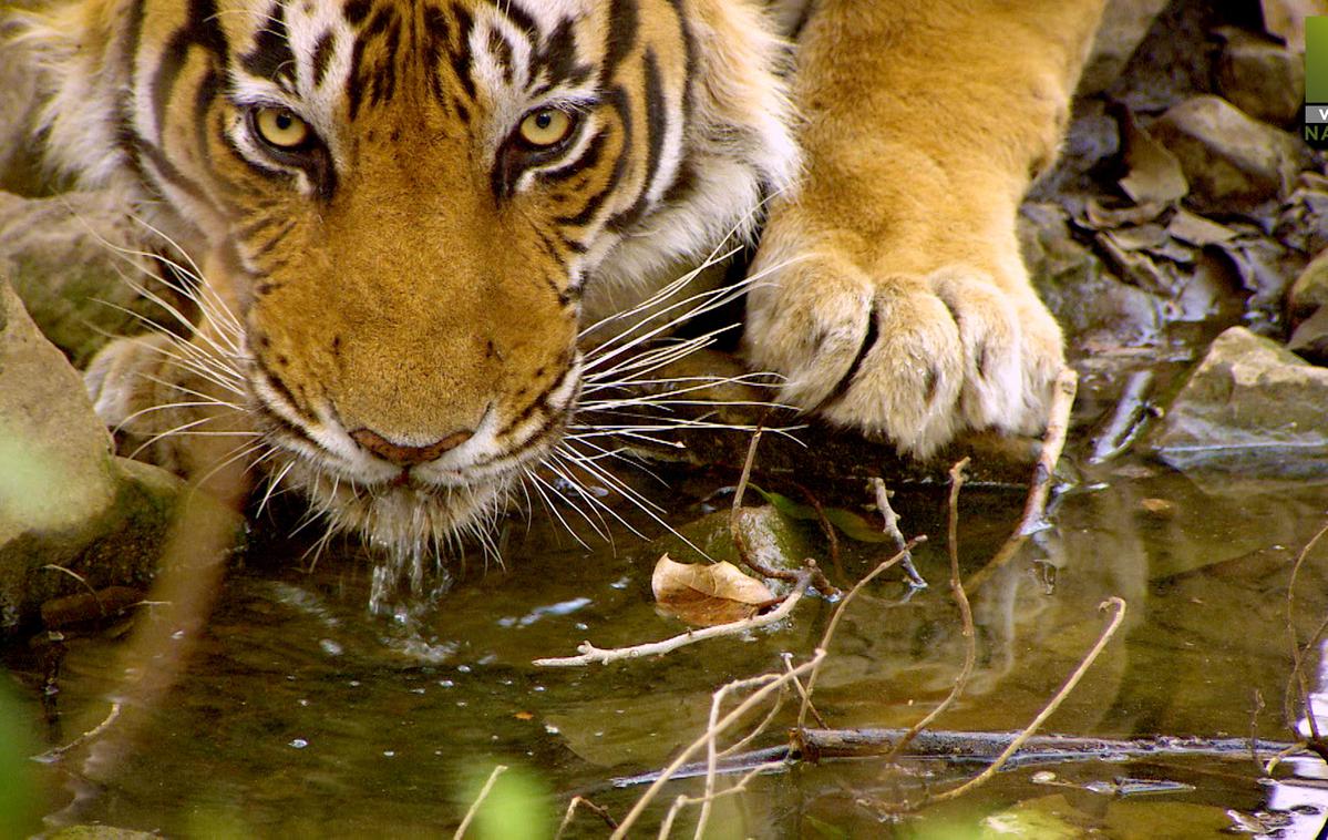 November 2020 na Viasat Nature | Dokumentarec Iskanje Sultana nam bo razkril zanimivo zgodbo o indijskem tigru Sultanu. | Foto Earth Touch