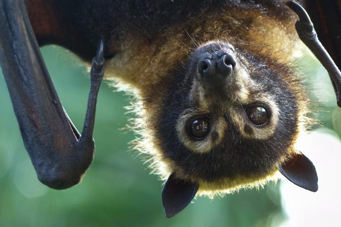 Netopir | Virus se na ljudi razširi z netopirjev (vrste leteče lisice). | Foto Getty Images