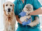 veterinar