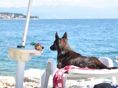 V Portorožu odpirajo pasjo plažo, na voljo tudi pivo za pse