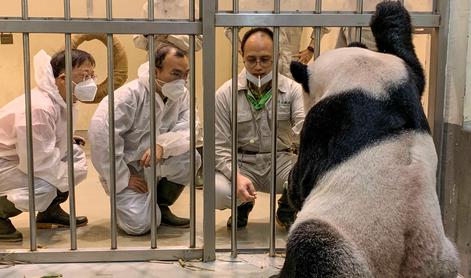 Poginil je panda Tuan Tuan, ki ga je Tajvanu podarila Kitajska