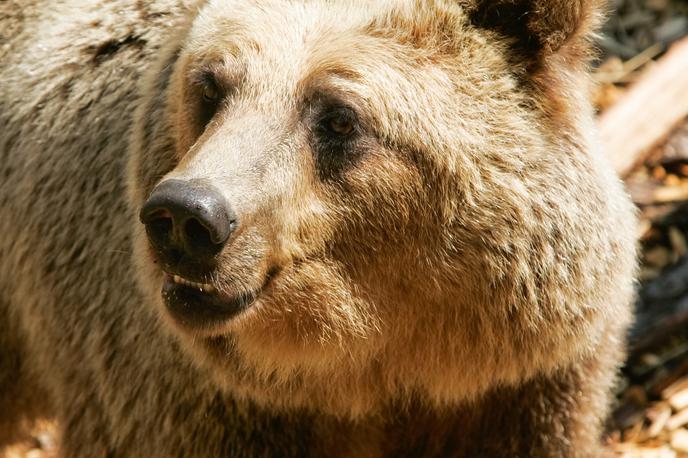rjavi medved | Medvedi so po navedbah zavoda za gozdove letos povzročili za okoli 42 tisoč evrov škode. Na zavodu so zabeležili tudi en neposredni napad medvedke na starejšo gospo v Želimljah. | Foto STA