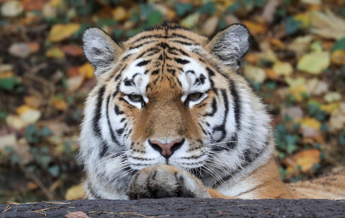 sibirski tiger | Foto Reuters