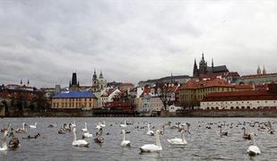 Podivjan divji prašič povzročil razdejanje v Pragi