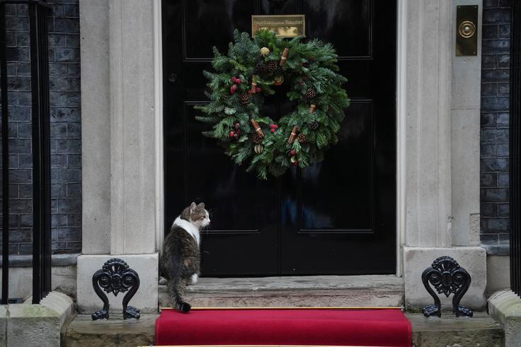 maček Larry | Foto: Guliverimage