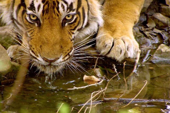 November 2020 na Viasat Nature | Dokumentarec Iskanje Sultana nam bo razkril zanimivo zgodbo o indijskem tigru Sultanu. | Foto Earth Touch