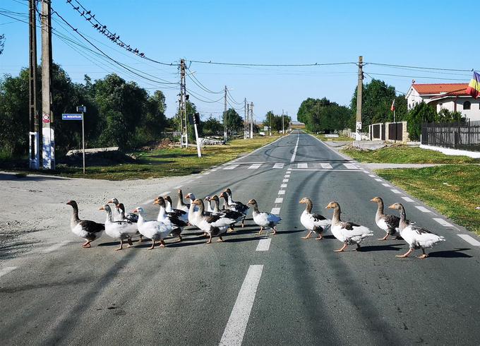 V vaseh na podeželju se prek cest sprehaja veliko najrazličnejših živali, veliko je tudi potepuških psov. | Foto: Gregor Pavšič