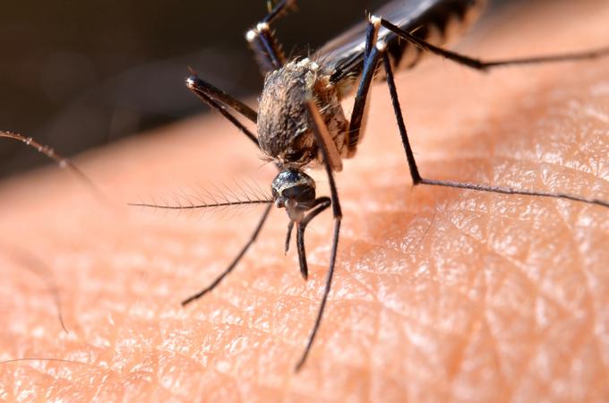 Samica komarja, ki nam pije kri, ob vbodu v podkožje spusti tudi nekaj sline, na katero naše telo reagira z rdečico in vnetjem. | Foto: Getty Images