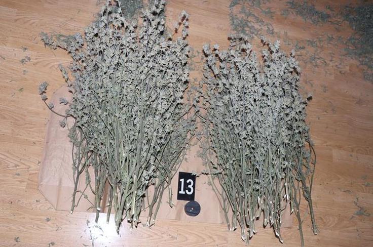 Zasežena marihuana | Foto: PU Istarska