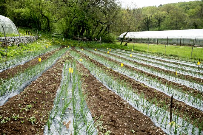 Veliko zelenjave dobavljajo šolam in vrtcem, veliko je tudi vložijo. | Foto: Ana Kovač