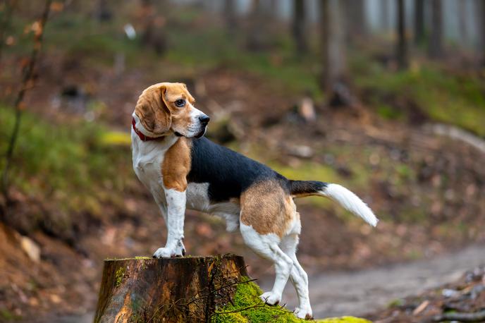 beagle, pes | Med sprehodom po gozdu in v naravi naj bo žival na povodcu, svetujejo na upravi za veterinarstvo. | Foto Shutterstock