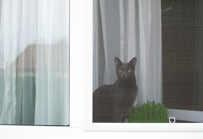 Mreža, nameščena na oknih, lahko mački reši življenje. | Foto: Getty Images