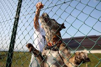Pred Vursom shod za pravice živali
