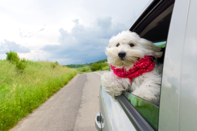pes avtomobil | Foto: Getty Images