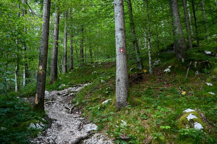 Spodnji del vzpona skozi gozd | Foto: Matej Podgoršek