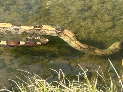 Ptuj: med nedeljskim sprehodom naletela na pitona