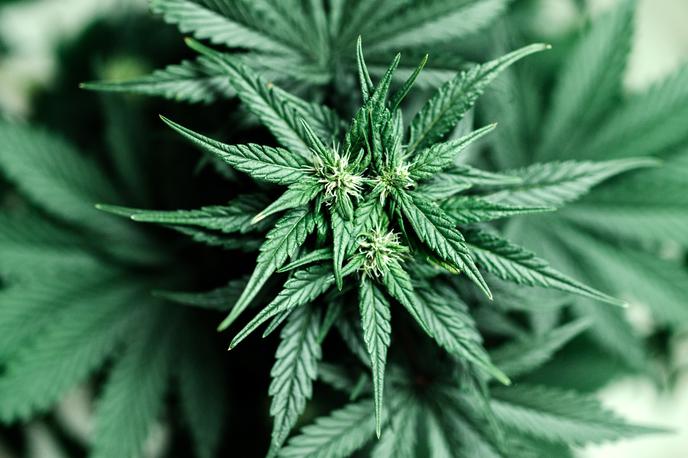 marihuana, kanabis, konoplja | Foto Getty Images