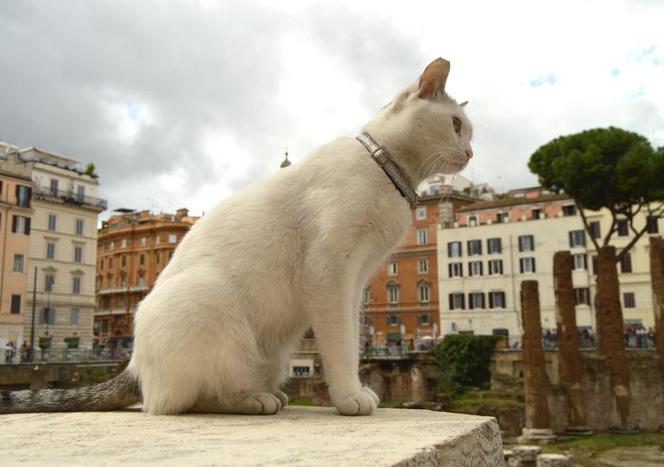 Largo di Torre Argentina | Foto: Getty Images