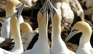 Pol milijona ptic zavzelo škotski otok (video)