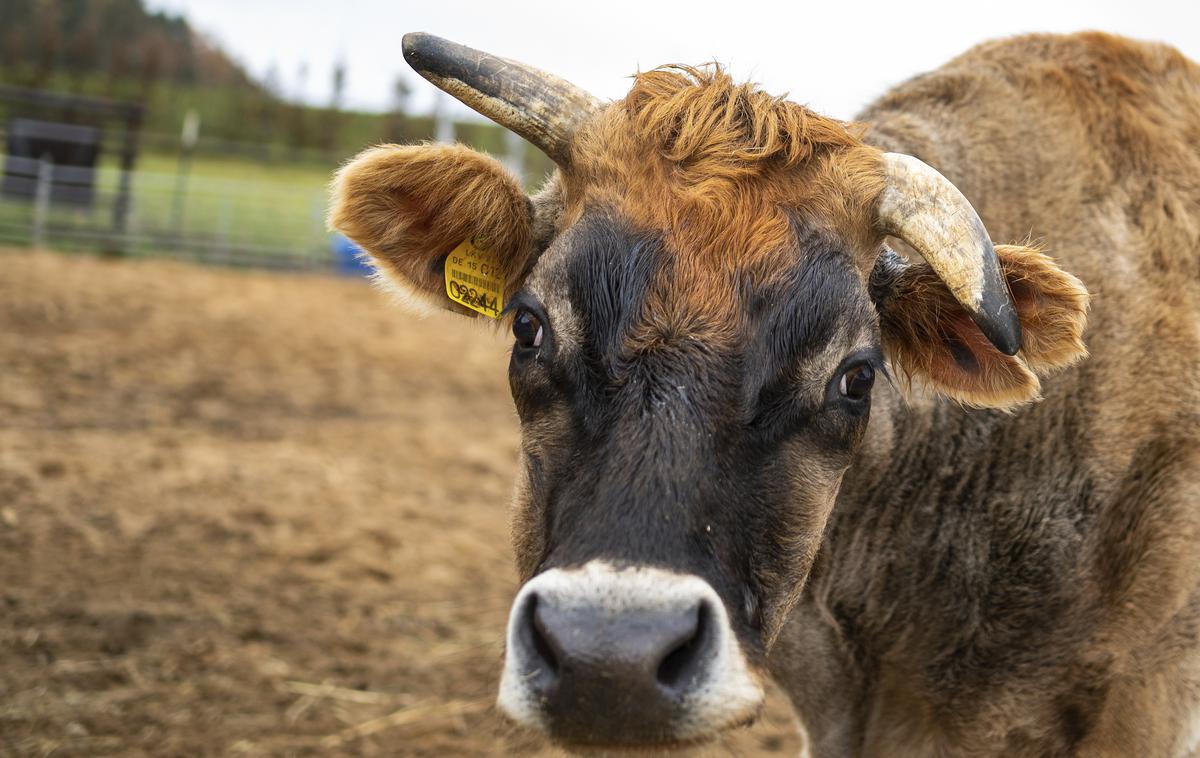 Krava | Prvi lastnik telice iz Dolnje Stare vasi ima za okoli dva tisoč evrov škode, drugi iz Čučje Mlake pa okoli tisoč evrov škode. | Foto Guliverimage