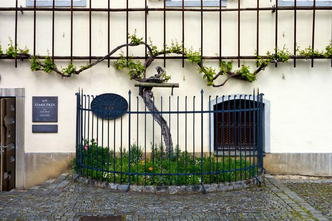 maribor | Foto: Shutterstock