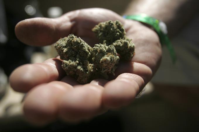 Marihuana je najbolj razširjena droga med Slovenci. | Foto: Reuters