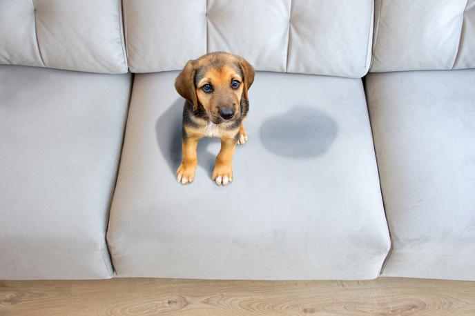 kavč, sedežna garnitura, madež na kavču, pes, kuža | Foto Getty Images