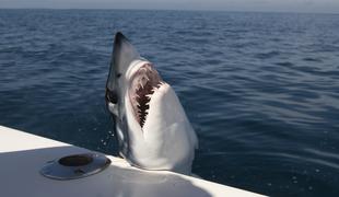 Morski psi v Jadranskem morju: se jih moramo bati? #video