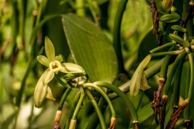 Vanilja spada v družino orhidej, na fotografiji so njeni cvetovi in še nezreli stroki. | Foto: Thinkstock