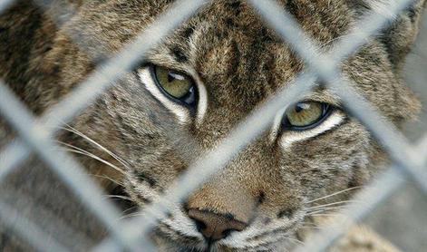 Po žledolomu v ZOO: se prav napiše risa ali risinja?