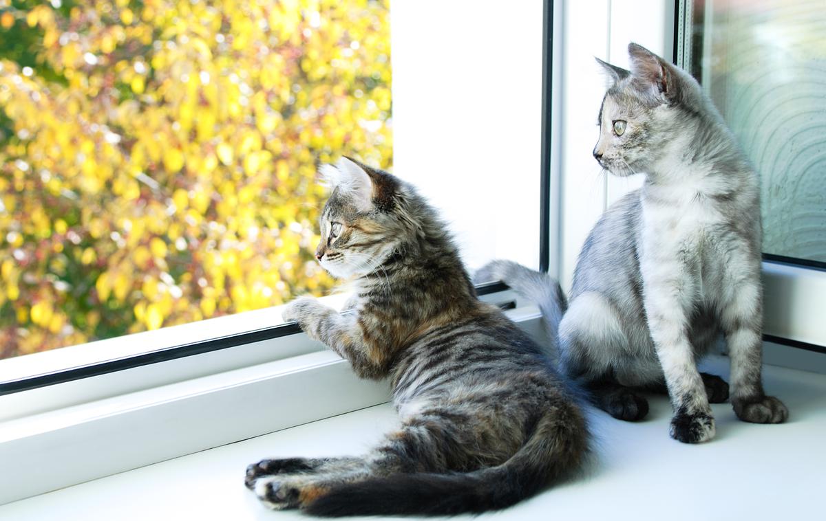 mačka | Mačk ni varno puščati pri odprtem oknu brez varovalne mreže. | Foto Getty Images