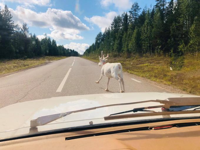 Med vožnjo po severu Skandinavije je treba paziti predvsem na lose, ki prečkajo cesto. | Foto: osebni arhiv/Lana Kokl