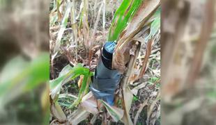 Neznanec se je spravil nad kmete: v koruzo podtaknil celo šibre #video